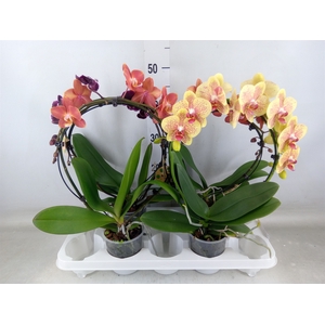 Phalaenopsis   ...