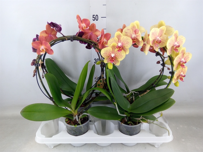 <h4>Phalaenopsis   ...</h4>