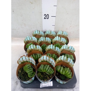 Haworthia   ...