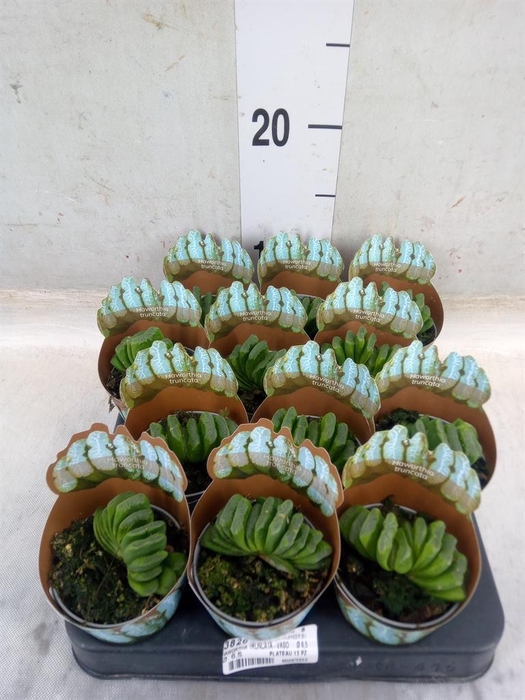 <h4>Haworthia   ...</h4>