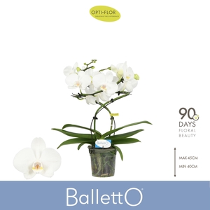 Balletto Wing 2 spike