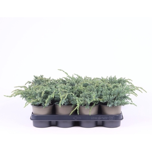 Juniperus squamata 'Blue Carpet'