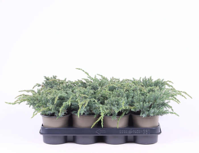 <h4>Juniperus squamata 'Blue Carpet'</h4>