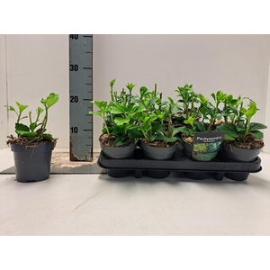 Pachysandra terminalis P9.5