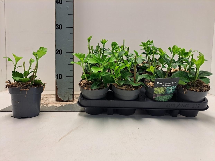 <h4>Pachysandra terminalis P9.5</h4>
