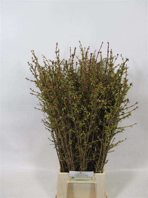 <h4>FORSY I SPECTABILIS</h4>