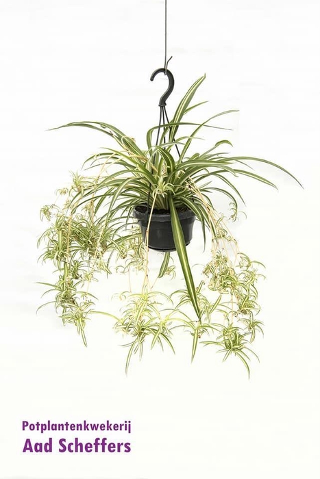 <h4>Chlorophytum comosum 'Variegatum'</h4>