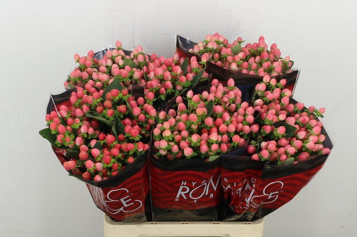 <h4>Hyp Sweet Romanc</h4>