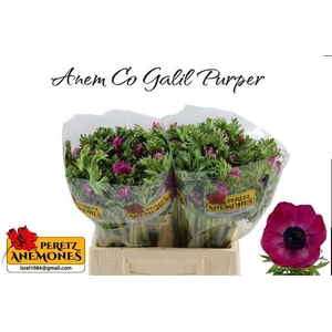 ANEM CO GALIL PURPER