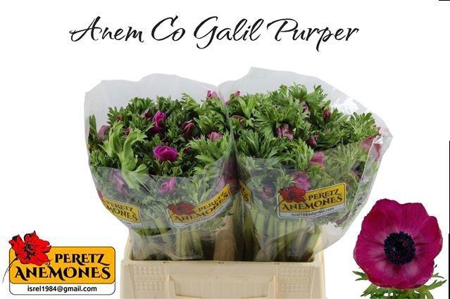 <h4>ANEM CO GALIL PURPER</h4>