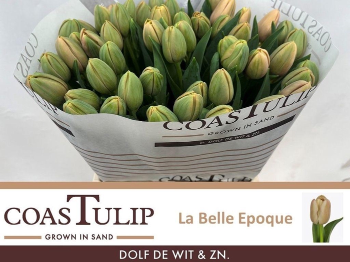 <h4>Tulipa do la belle epoque</h4>