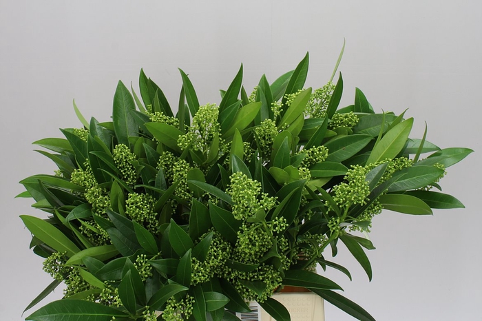 <h4>Skimmia C Kew Green</h4>