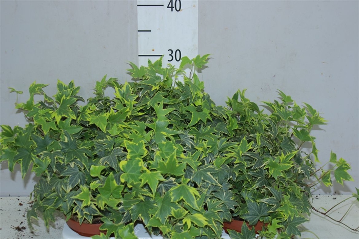 <h4>Hedera He Yellow Ripple</h4>