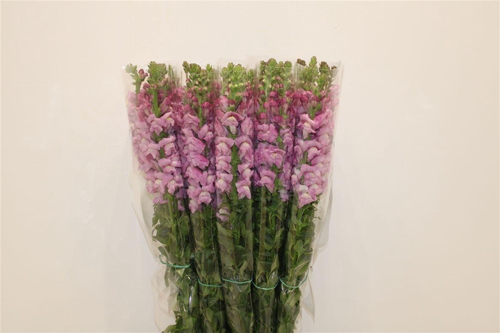 <h4>Antir Overig Lavender</h4>