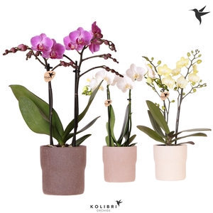 Kolibri Orchids Phalaenopsis mix 2 spike in Rustic pot sand mix