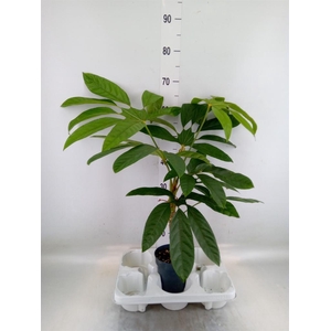 Planten Groen   ...L%