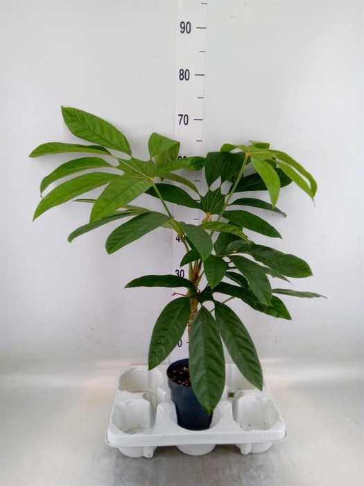 <h4>Planten Groen   ...L%</h4>