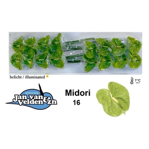 ANTH A MIDORI