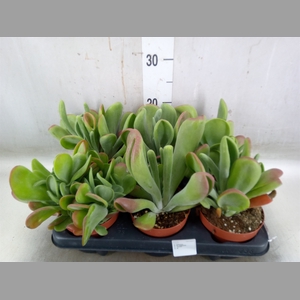Kalanchoe NF   ...