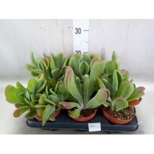 Kalanchoe NF   ...