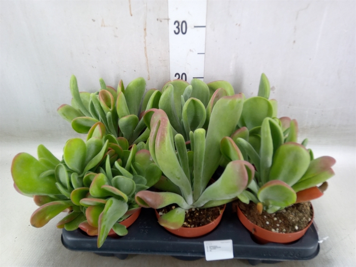<h4>Kalanchoe NF   ...</h4>
