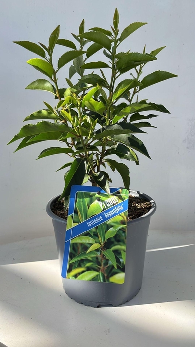 <h4>Prunus lusitanica Angustifolia</h4>