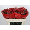 Hypericum True Romance