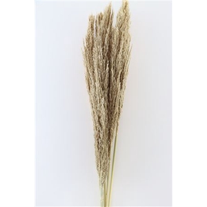 DRIED PLUME NATURAL 5PC BUNCH