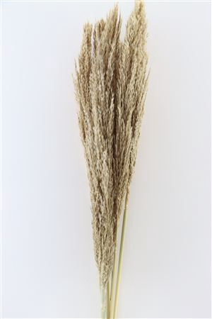 DRIED PLUME NATURAL 5PC BUNCH