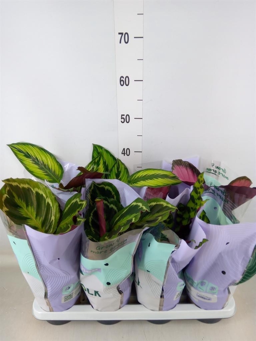 <h4>Calathea ...mix 4</h4>