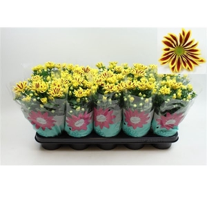 Chrysant Rainbow Lake Worth Stadium 2 Pot 12