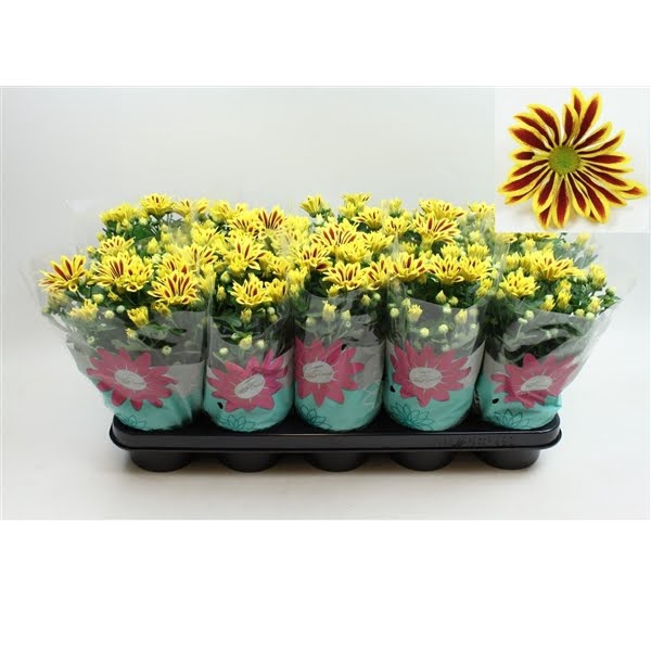 <h4>Chrysant Rainbow Lake Worth Stadium 2 Pot 12</h4>