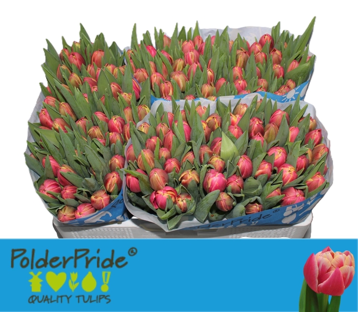 <h4>TU DU COLUMBUS</h4>