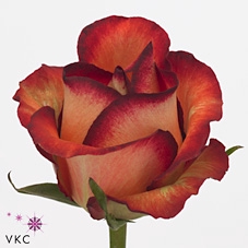 Rosa Garden Legend