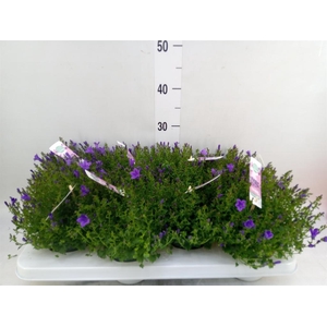 Campanula porten. 'Ambella In Prpl'