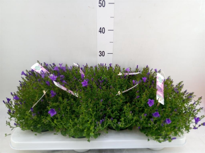 <h4>Campanula porten. 'Ambella In Prpl'</h4>