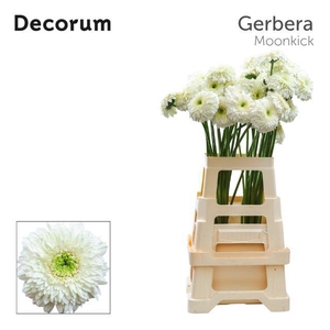 Gerbera Pomponi Moon Kick Water x40 Lang