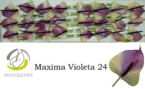 <h4>ANTH A MAX VIOLETA 24.</h4>