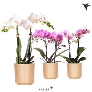 Kolibri Orchids Phalaenopsis mix 2 spike in Simplicity pot gold