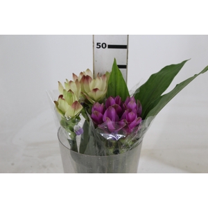 CURCUMA