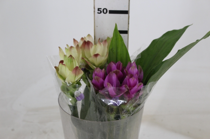 <h4>CURCUMA</h4>