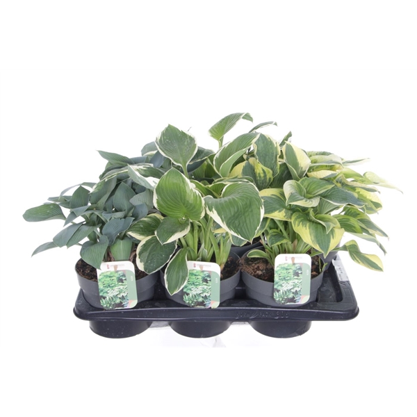 <h4>Hosta mix</h4>