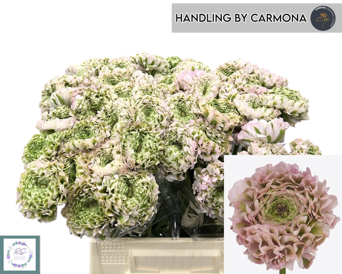 <h4>RAN PON PON CANDY</h4>