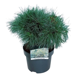 Pinus strobus 'Blue Shag'