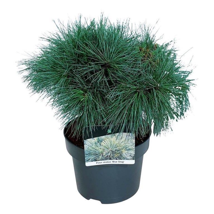 <h4>Pinus strobus 'Blue Shag'</h4>