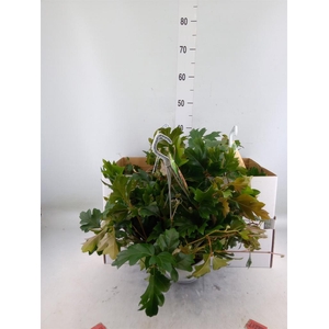 Cissus rhombifolia 'Ellen Danica'