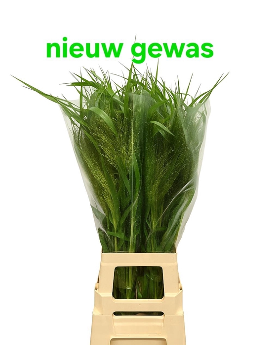 <h4>PANIC VI FONTAINE</h4>