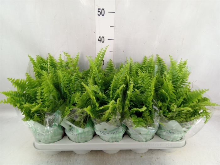 <h4>Nephrolepis exal. 'Green Moment'</h4>