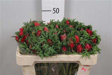 <h4>Anem Co Galil Rood</h4>