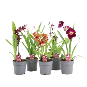 Orchid basic mix 1 spike 35-50cm